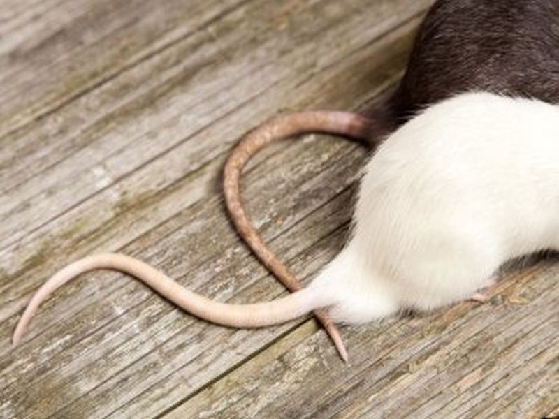 Pest Control Innovations for Rat Eradication