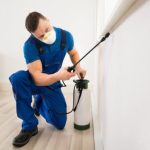 Sydney Pest Control: The Importance of Proper Drainage in Pest Prevention