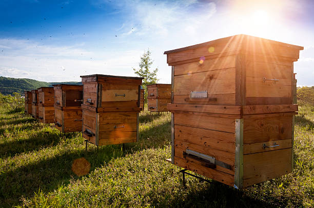 Harvesting Gold: Techniques for Collecting Honey on Your Farm