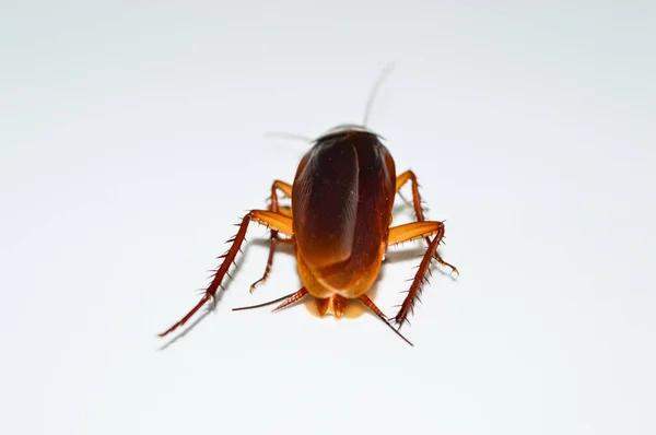 Sydney Cockroach Control Specialists