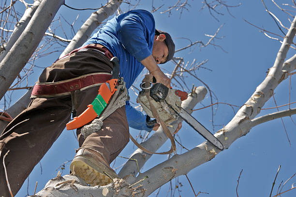 Experienced Tree Trimming for a Well-Groomed Property